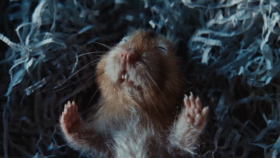 The AA — Pinky the Hamster